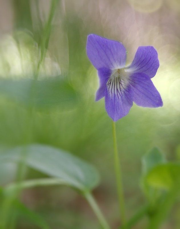 *** фото превью