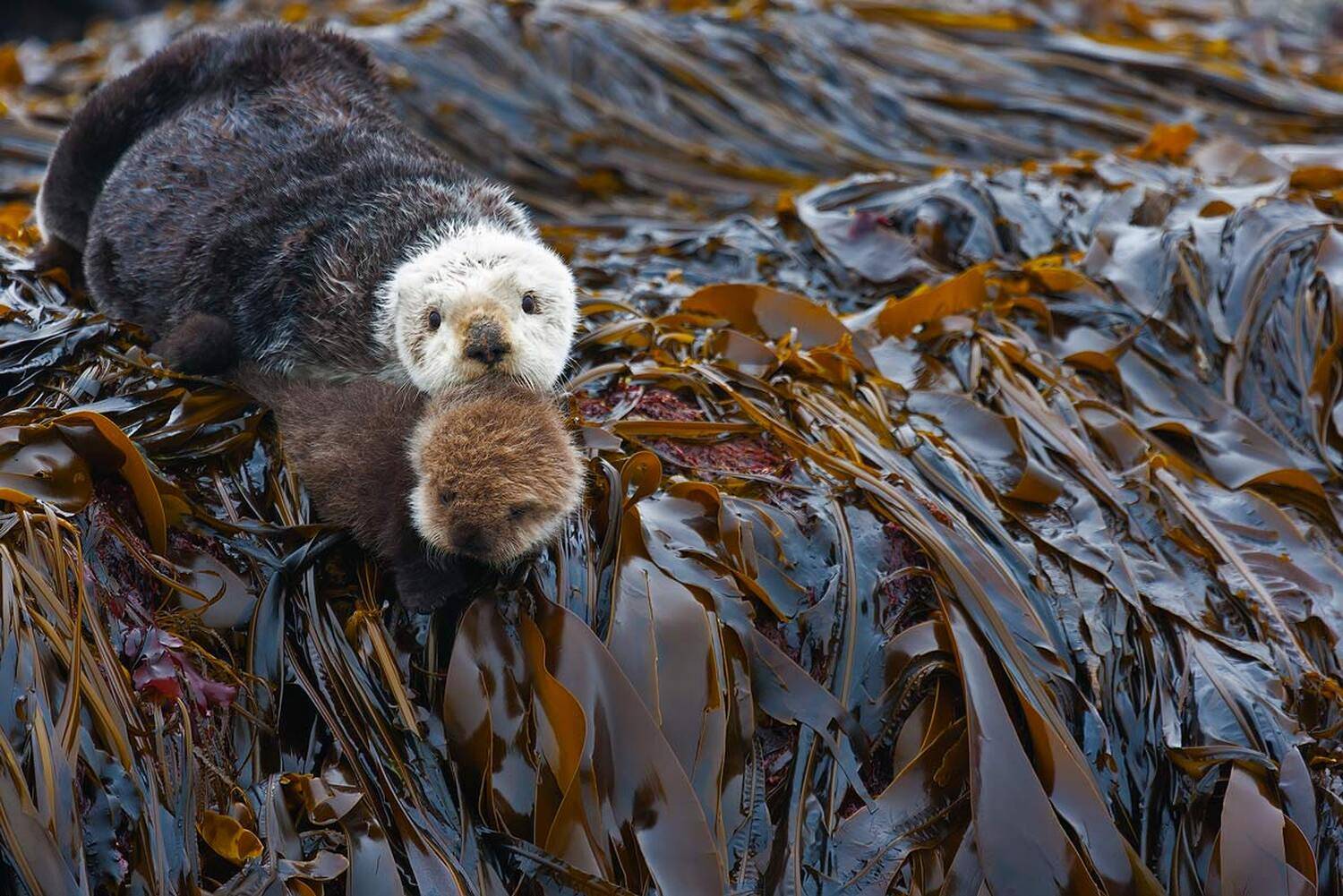 калан, остров беринга, командорские острова, щенок калана, Дмитрий Уткин