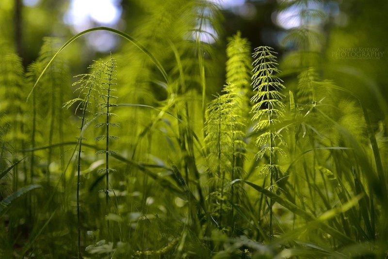 Summer фото превью