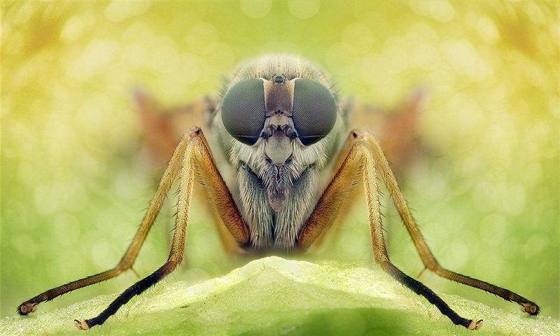 o^o фото превью