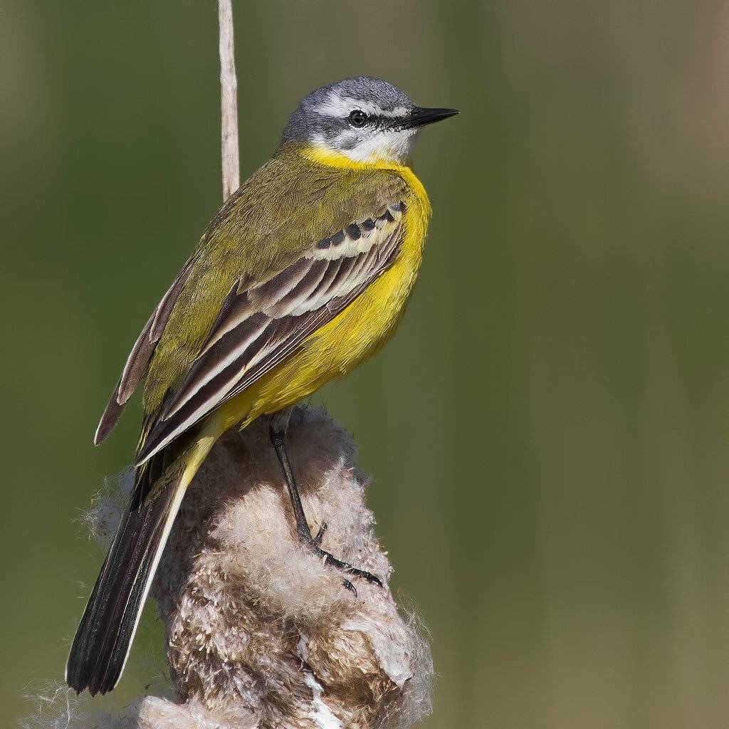 , Ляпустин Юра