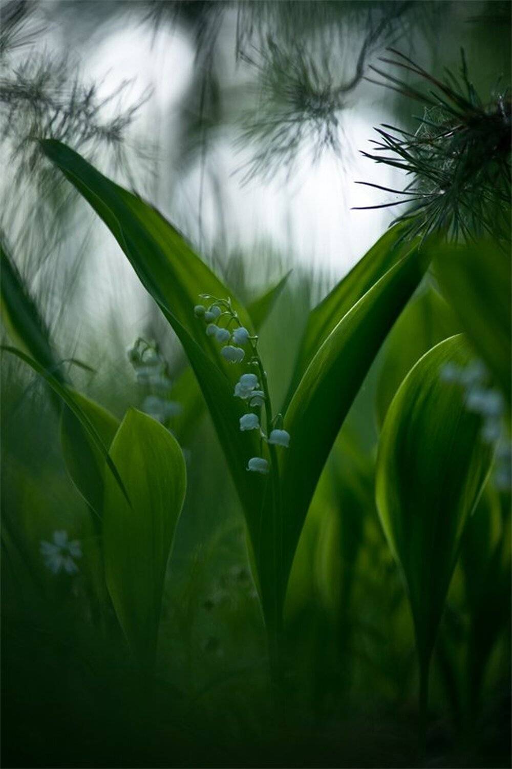 , Геннадий Мещеряков