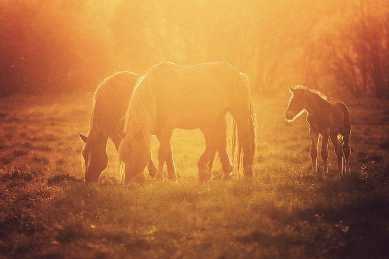 * фото превью