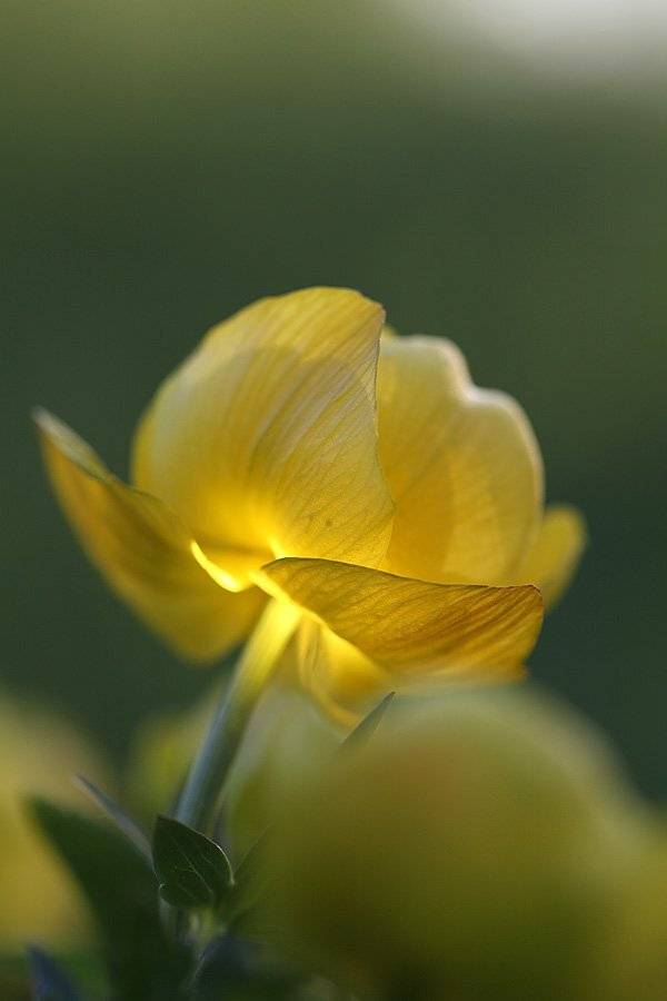 , Сергей Таланов