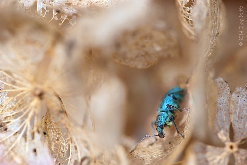 Art, Macro, Oleg serkiz, Weevil Шоу долгоносиков фото превью