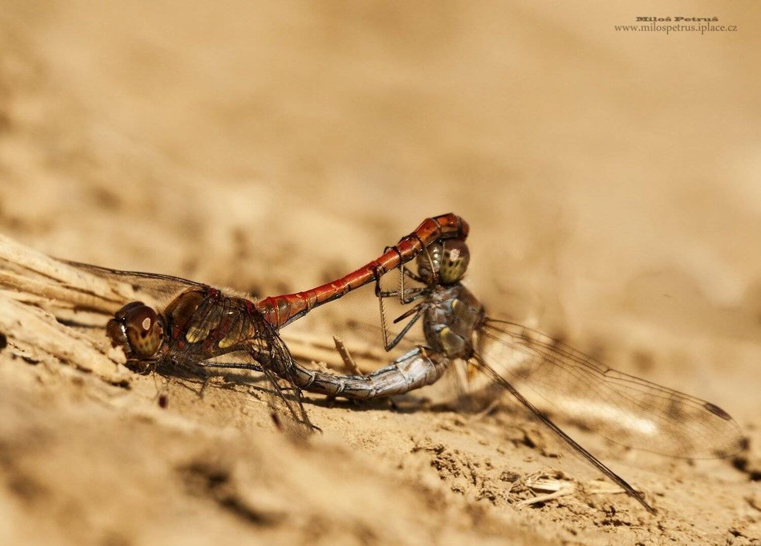 , Milo&scaron; Petru&scaron;