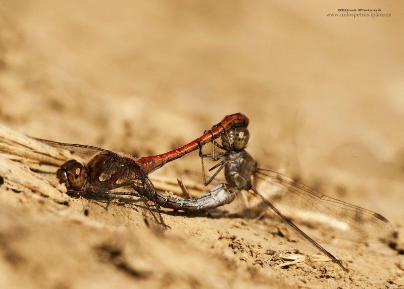 69 фото превью