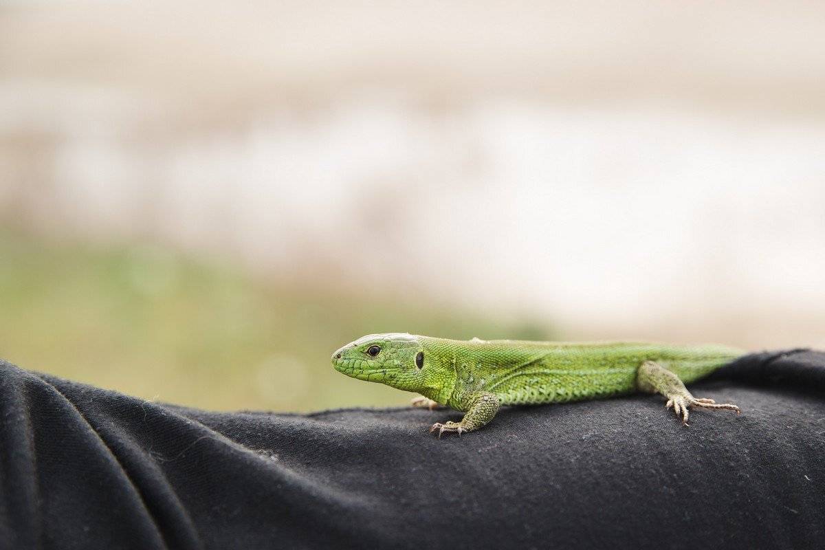 , Алексей Гуляев