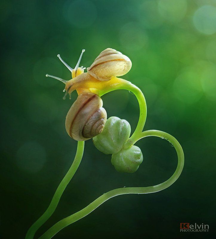 Love фото превью