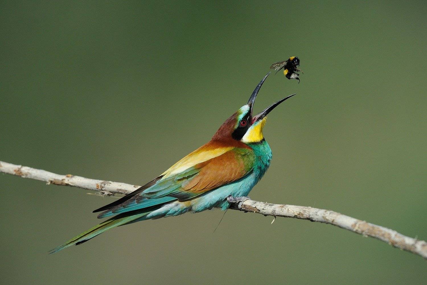 Щурка золотистая, Владимир Ежов