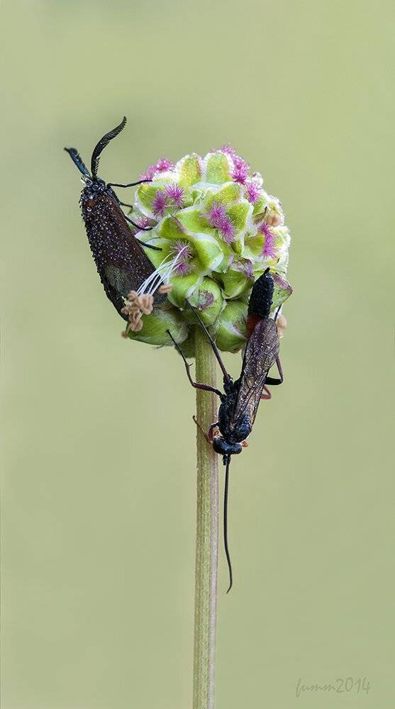 , Игорь ФУММ