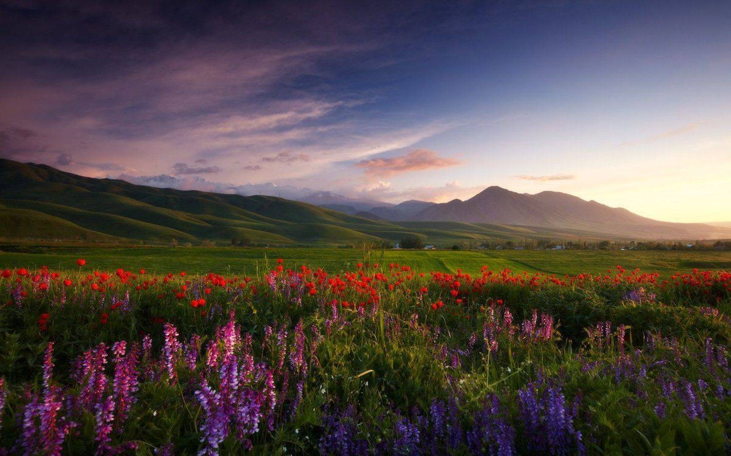 Bishkek, Flowers, Kyrgyzstan, Landscape, Lazyvladphoto, Lazy_vlad, Mountains, Nophotoshop, Poppies, Spring, Бишкек, Весна, Горы, Кыргызстан, Маки, Пейзаж, Цветы, Lazy Vlad