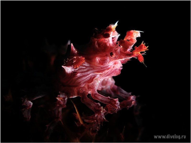 Face фото превью