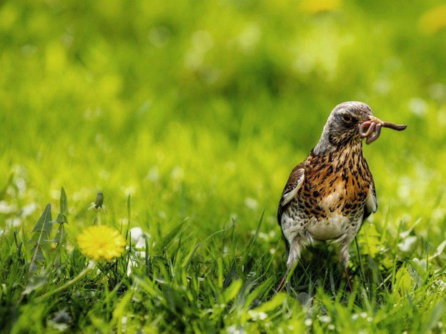 , Лазарев Александр