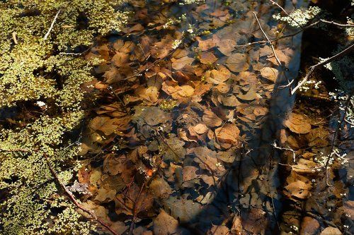 Этюд с прошлогодними листьями
