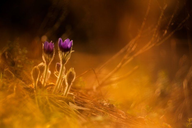 весенний, прострел, сон-трава Сонная семейка фото превью