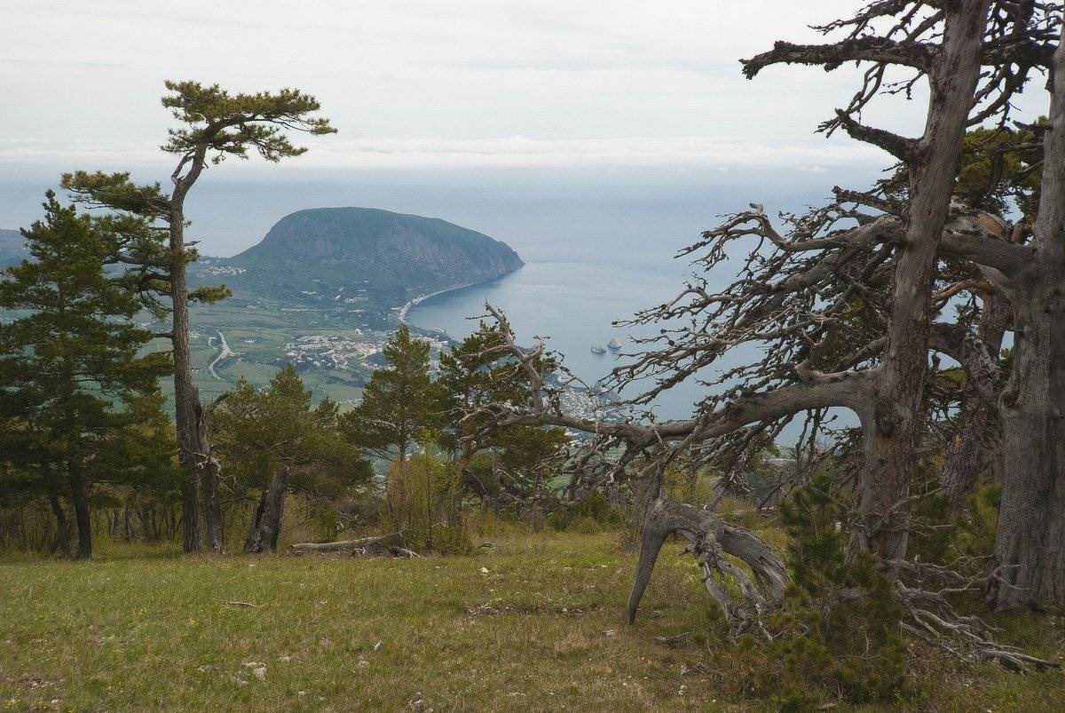 , Саша  Вайсберг / Waldschnepfe /