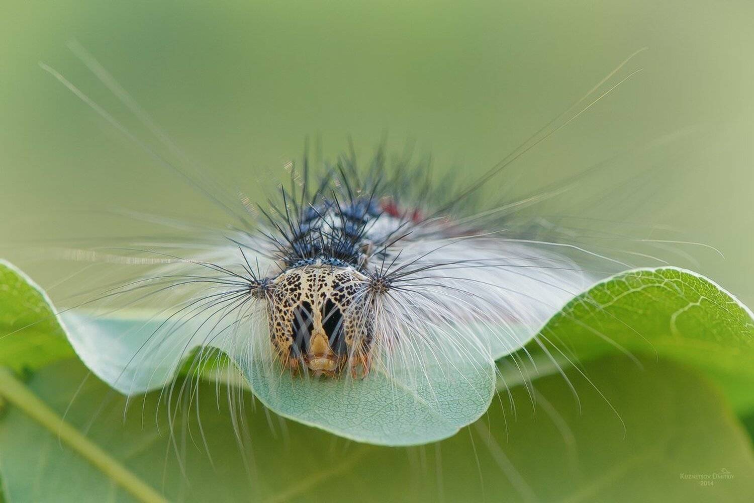 , Кузнецов Дмитрий