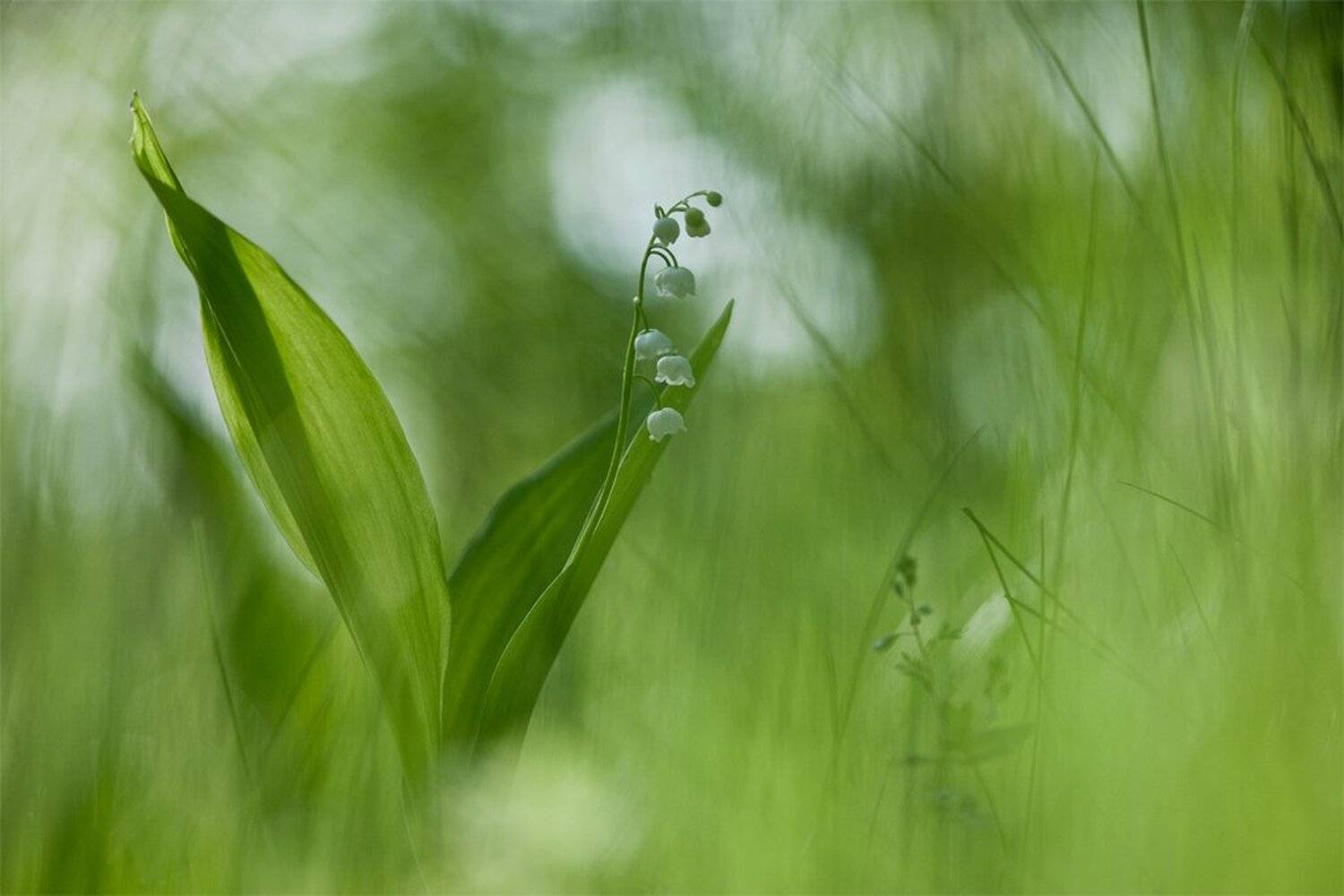 , Геннадий Мещеряков