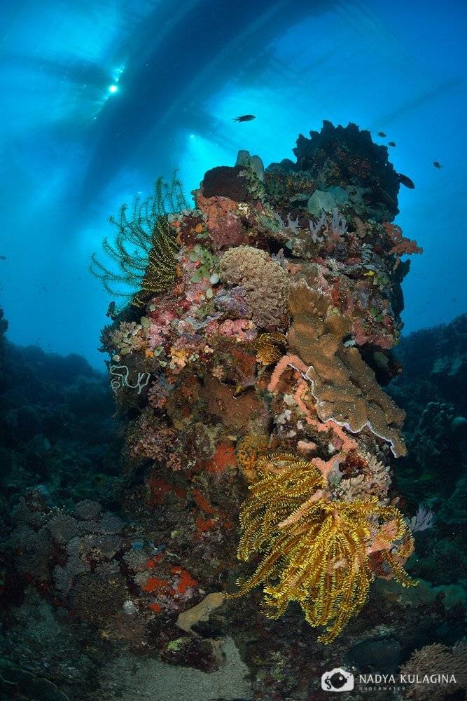 Boat, Light, Philippines, Pinnacle, Rays, Sun, Underwater, Nadya Kulagina