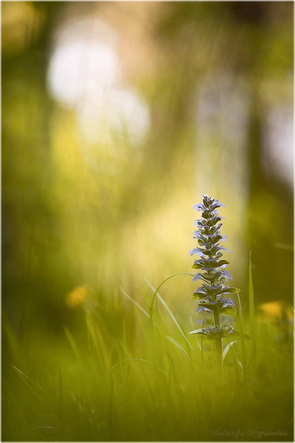 , Надежда Муравьёва