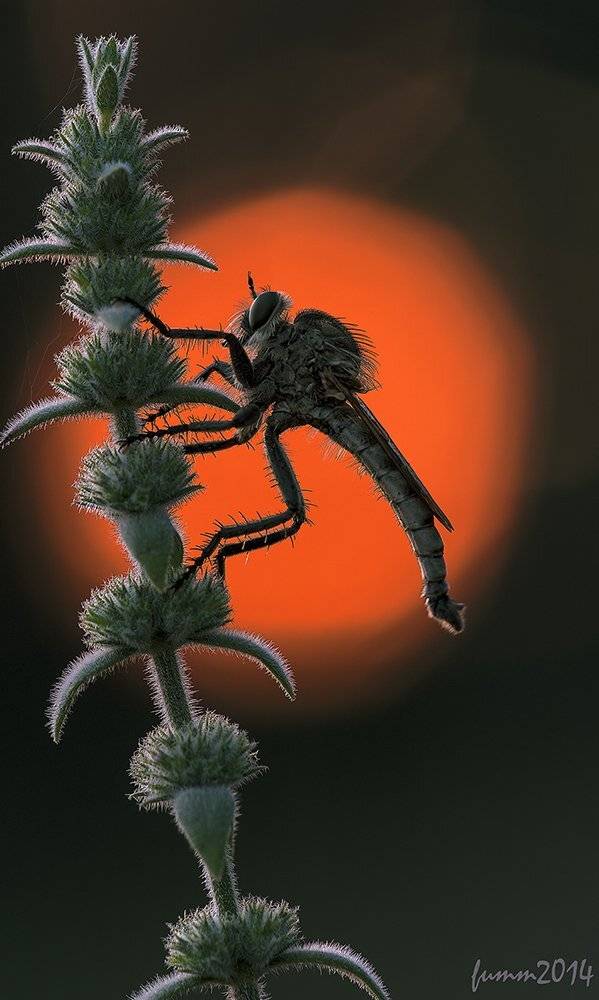 , Игорь ФУММ