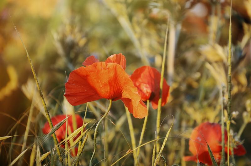 Красная Принцесса фото превью