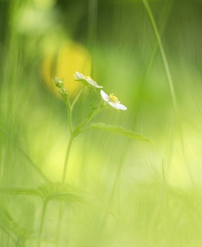 *** фото превью