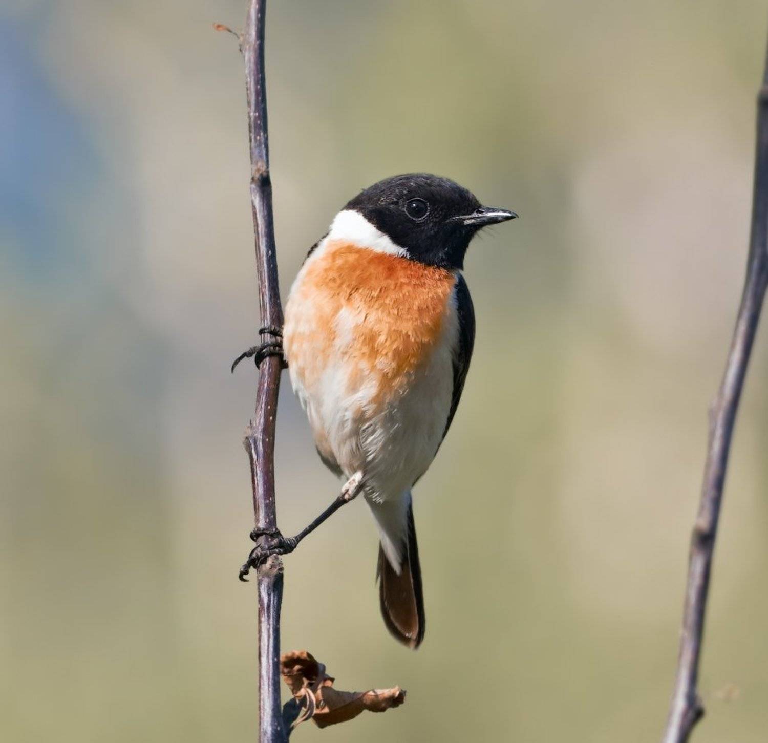 Saxicola rubicola, Птицы, Чекан, holod