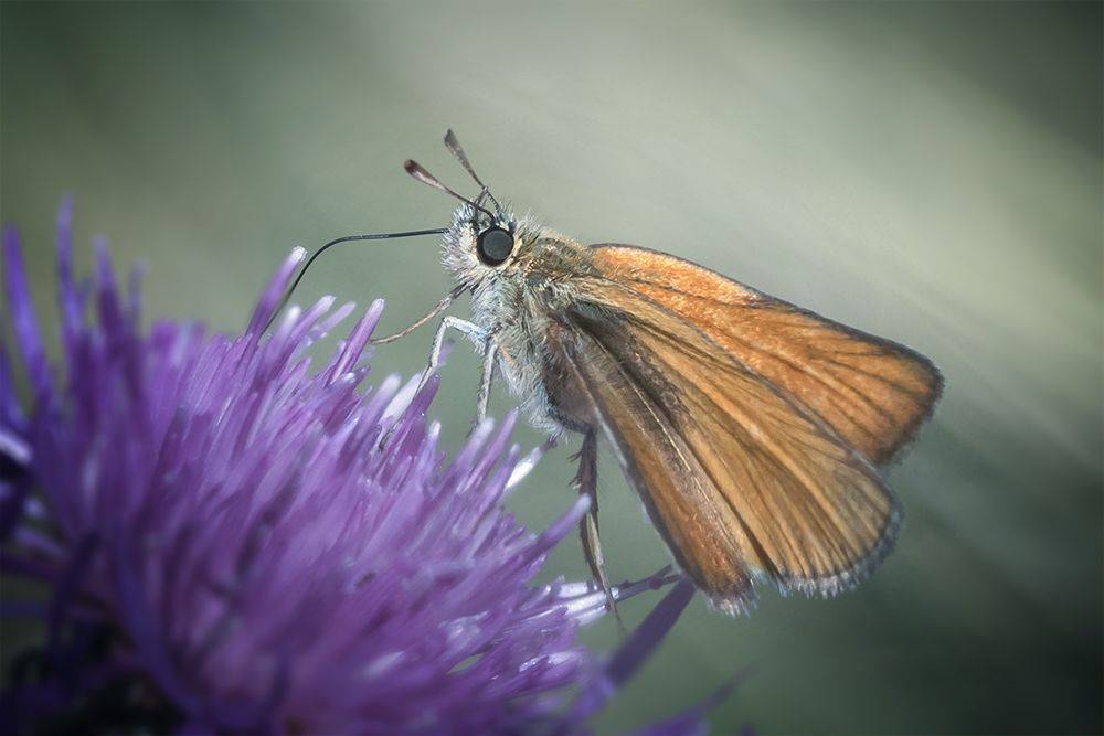 бабочка, butterfly, капли, макро, macro, волшебное макро, Марина Хилько