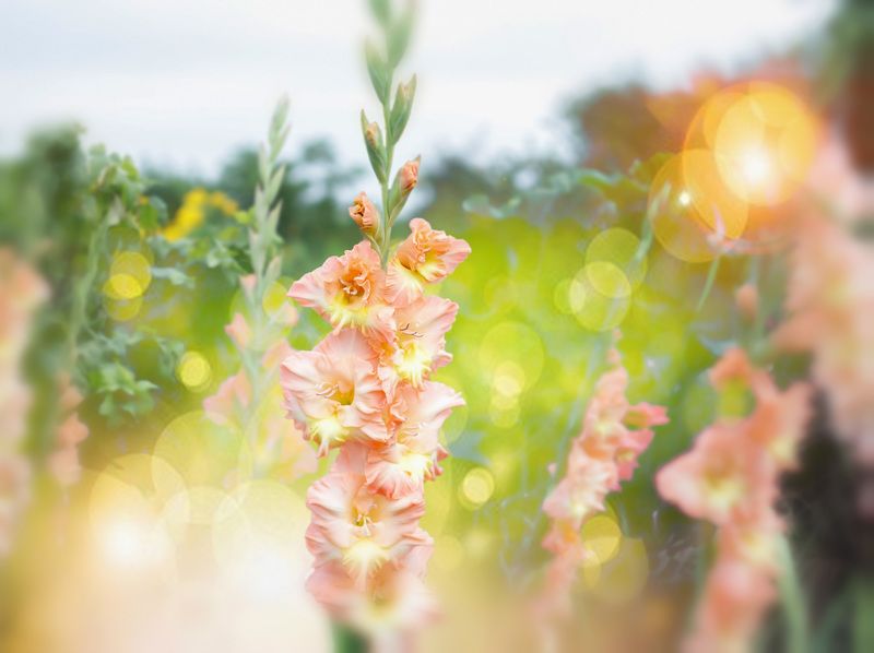 pink gladiolus,  natural environment, blur background, flowers pink gladiolus in its natural environment фото превью
