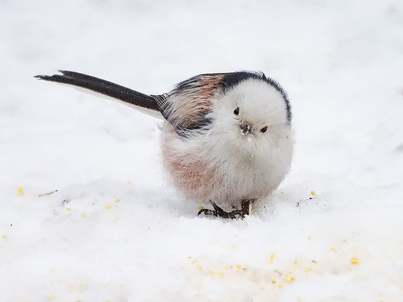 ополовник кокетничает фото превью