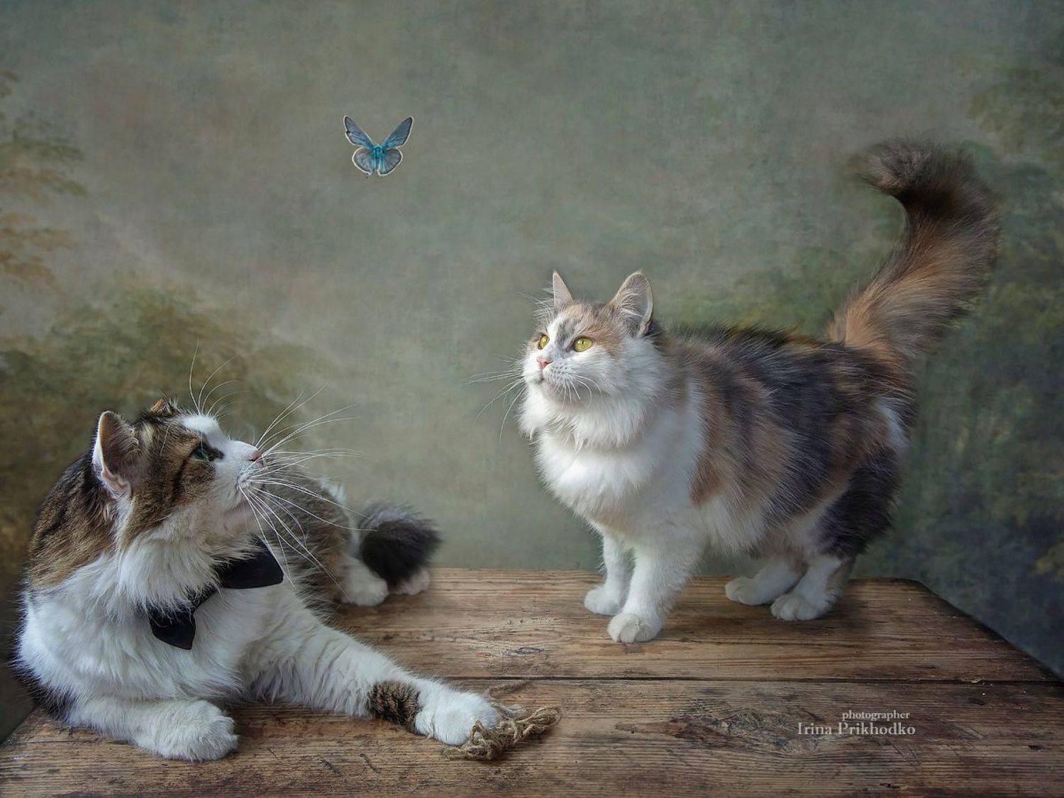 кошки, домашние животные, котонатюрморт, постановочное фото, Приходько Ирина