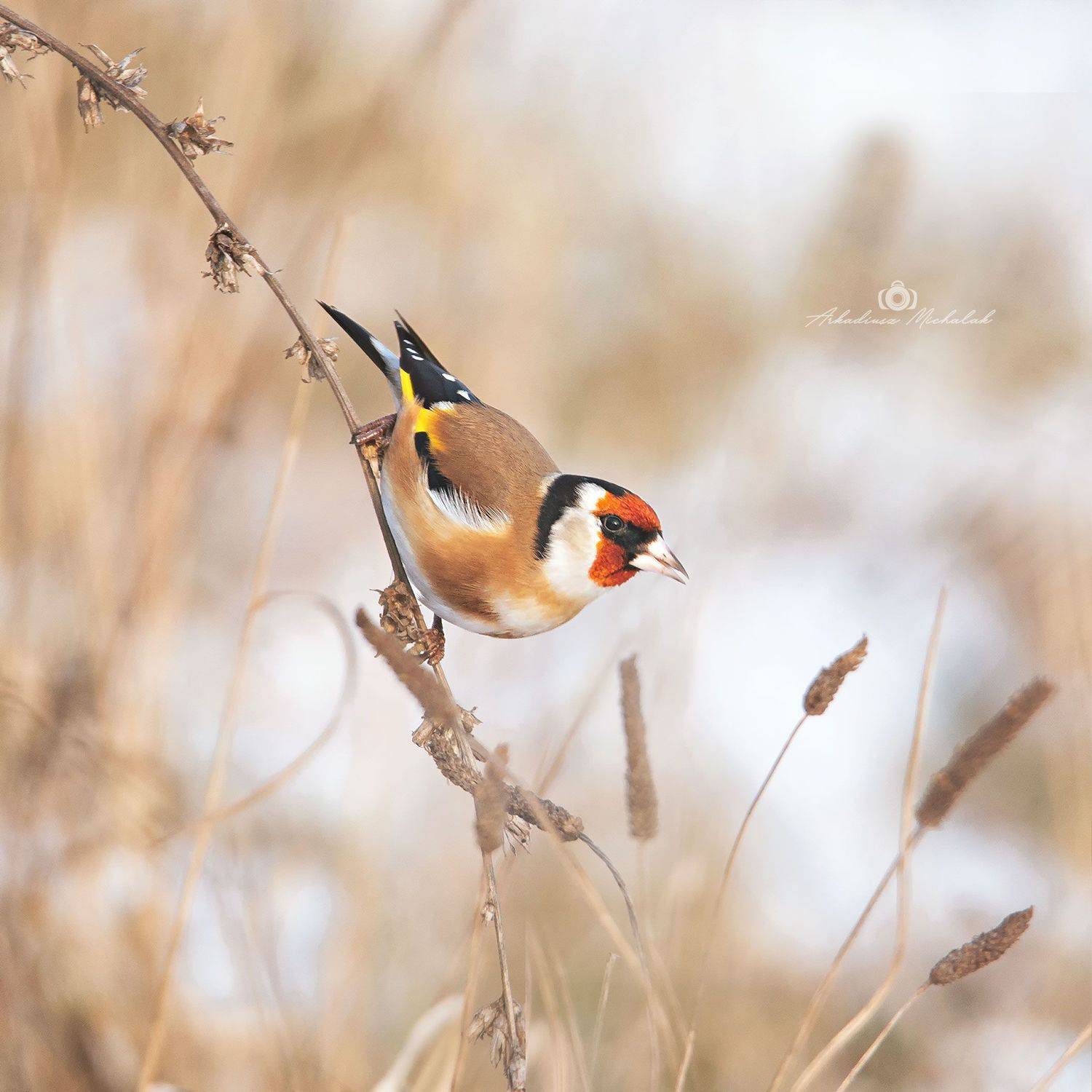 , Arkadiusz Michalak