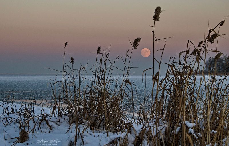 зима, январь, днепр, снег, лёд, луна, камыш В полнолуние фото превью