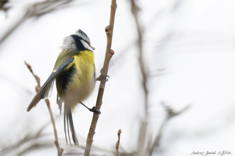 Modraszka фото превью