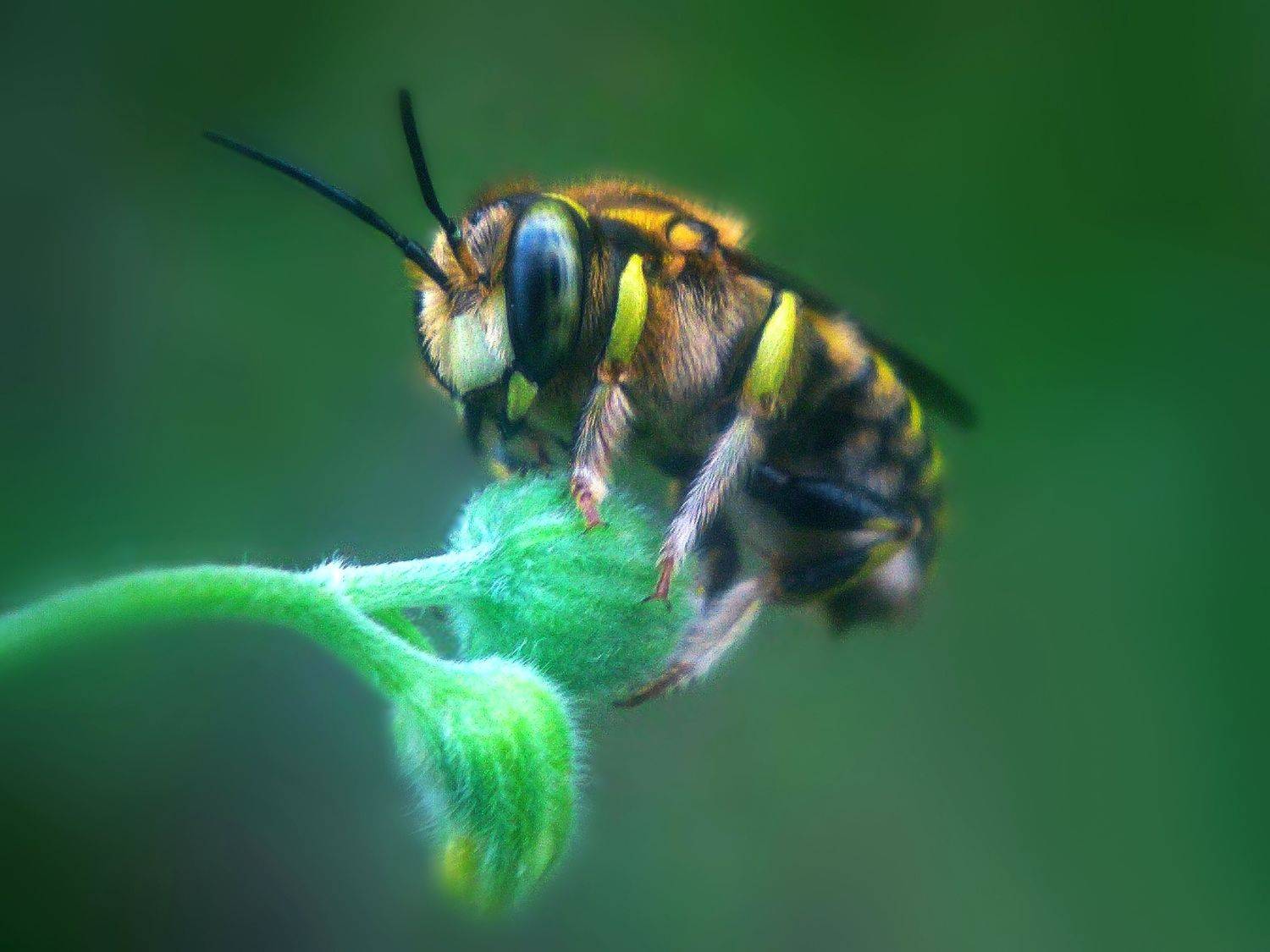 #macro, #mobilephotography, #bee, #macrophotography, Qvaraia Rati