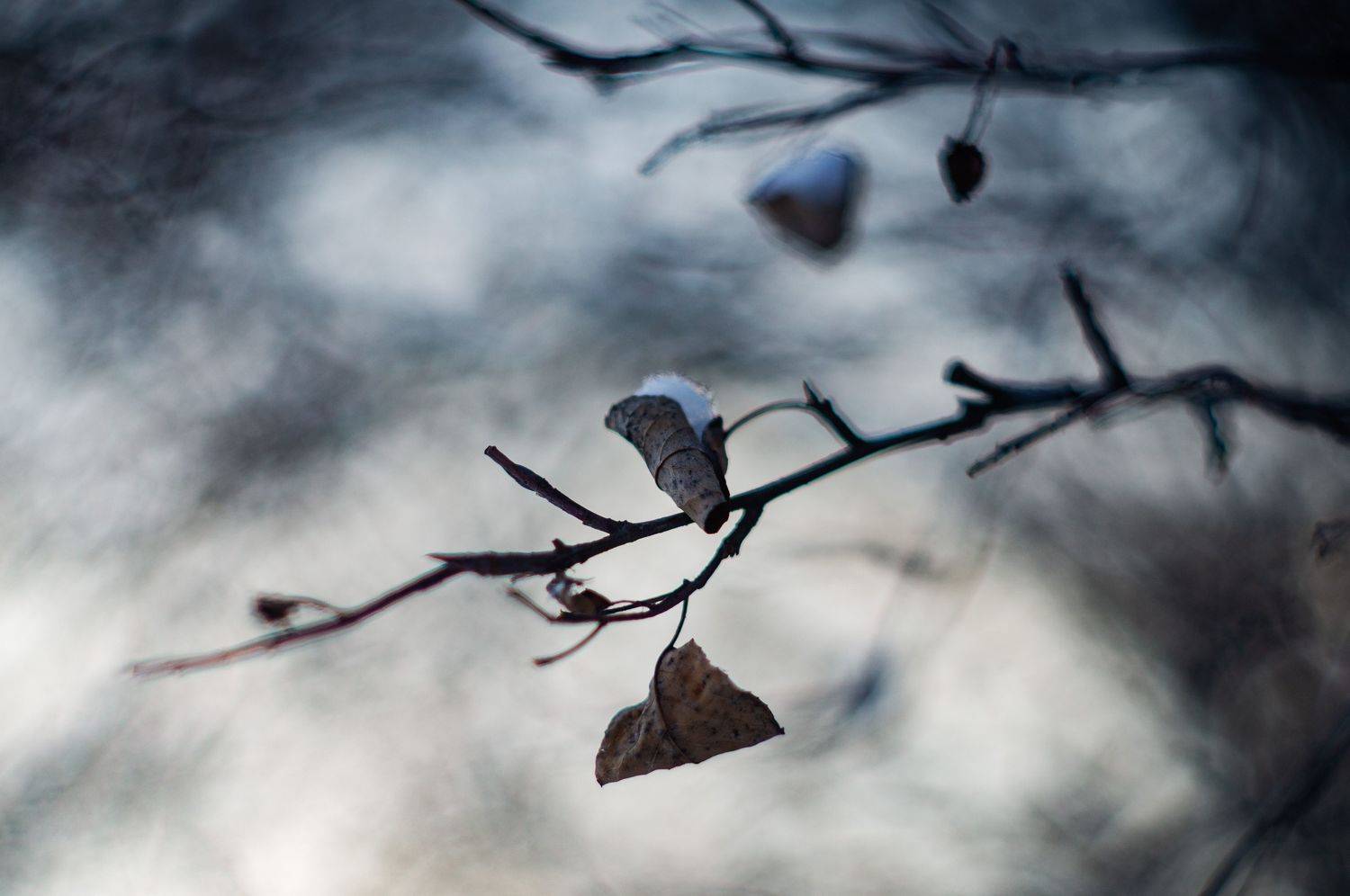 , Лариса Лофицкая