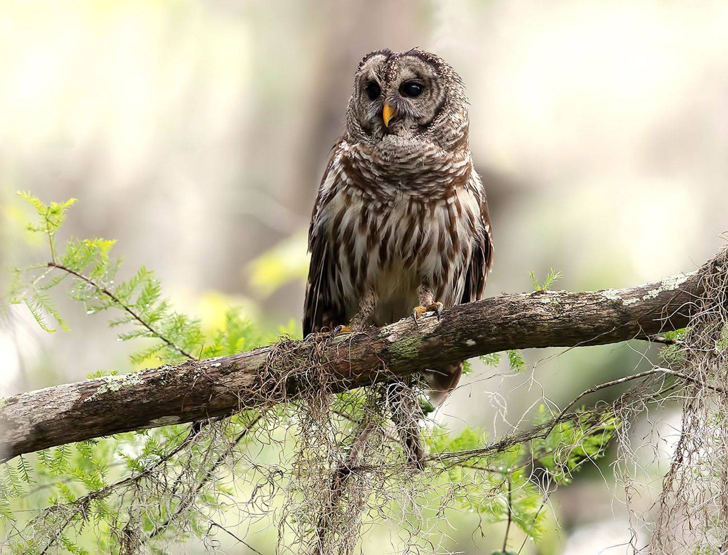 пёстрая неясыть, cова, owl, florida,флорида, хищные птицы, barred owl, Elizabeth Etkind