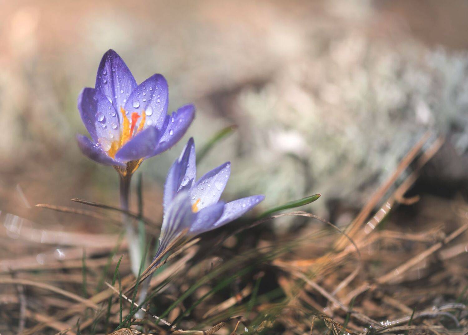 , Mariyana Atanasova - Lucero