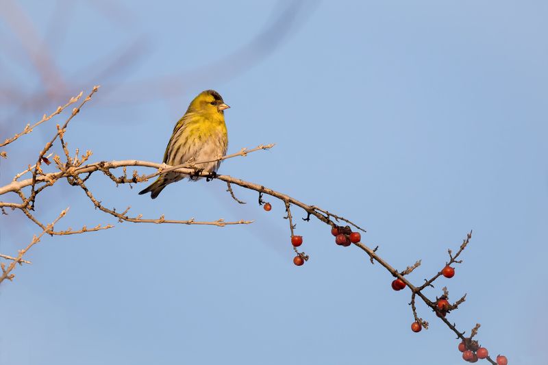 птицы, чиж, зима, снег, чижики.. фото превью