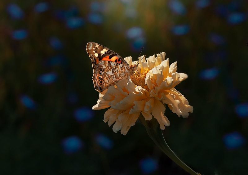 макрофото макрофотографии макро бабочка ПроСВЕТленная фото превью