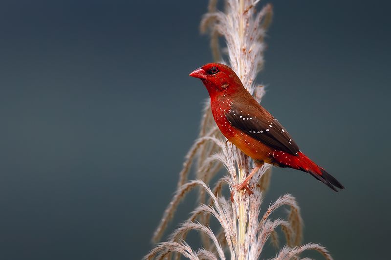 红梅花雀 фото превью