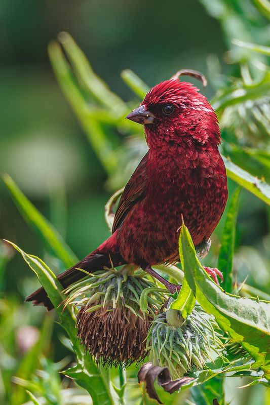 酒红朱雀 фото превью