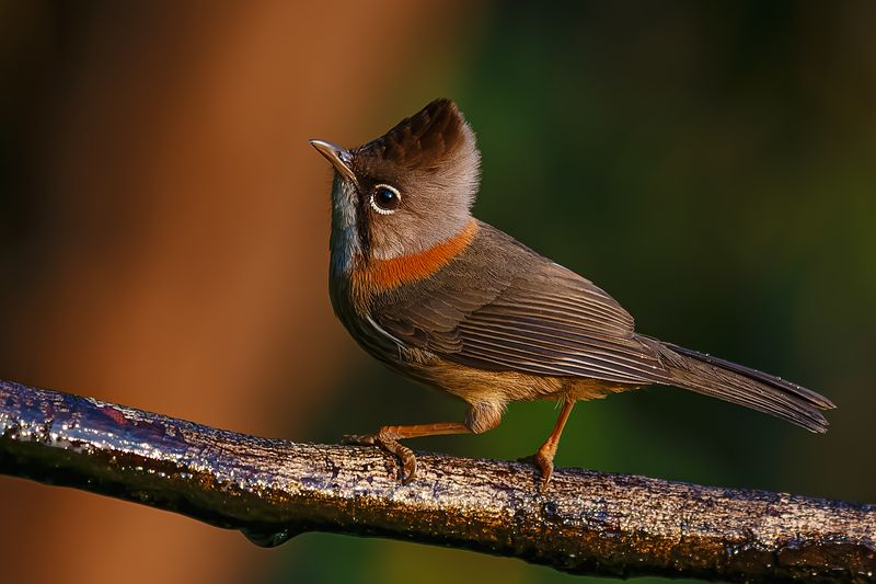 黄颈凤鹛 фото превью