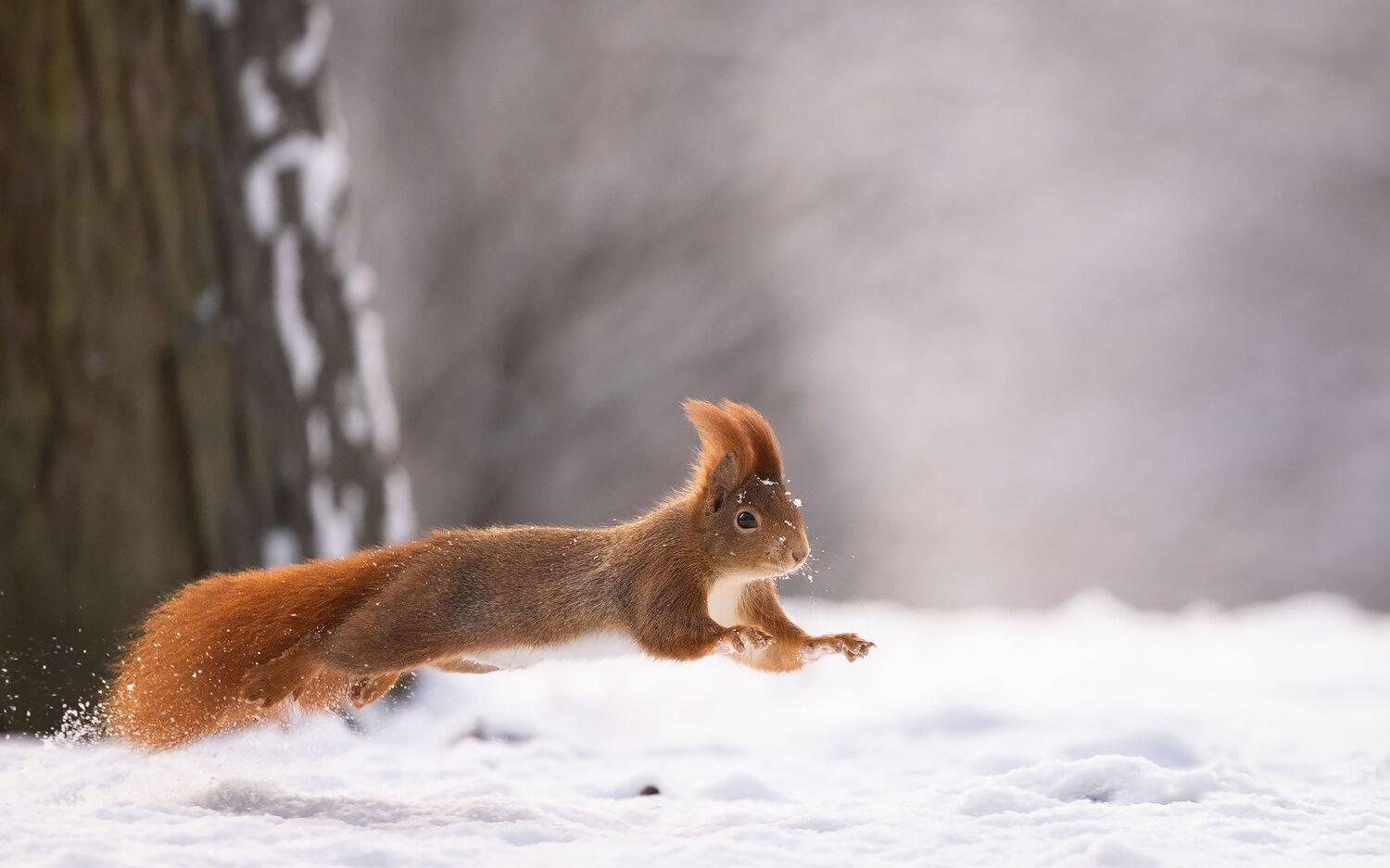 , Robert Adamec