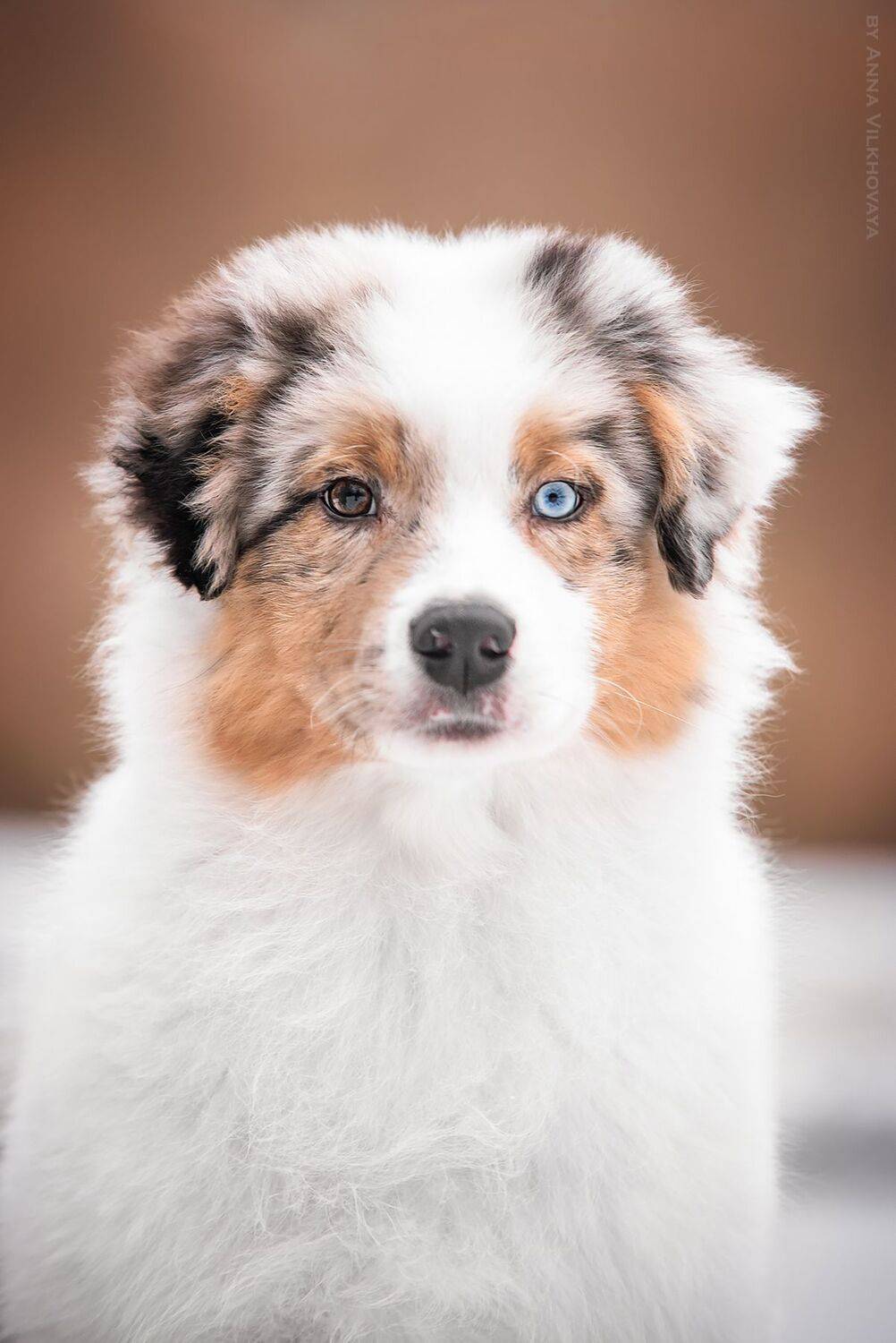 , Анна Вильховая