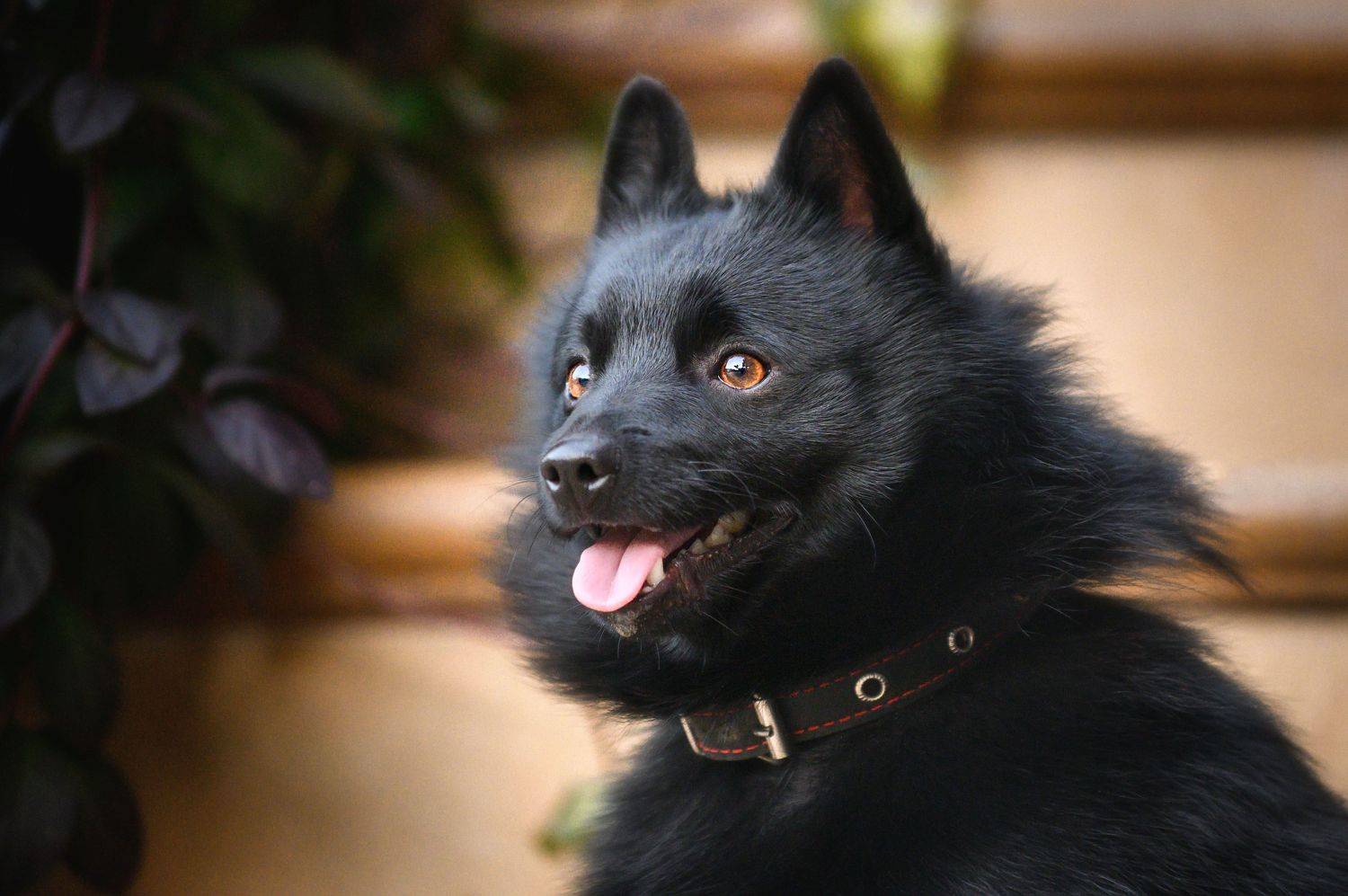 шипперке, Photo Lesnoe