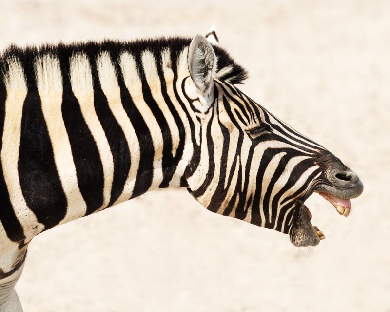 #зебра #намибия #африка #этоша #полоска #ржание #портрет #профиль #namibia #africa #zebra #etosha Ха-ха-ха фото превью