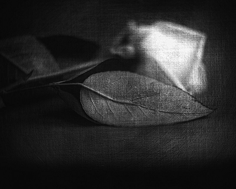 Монохромная тишина фото превью